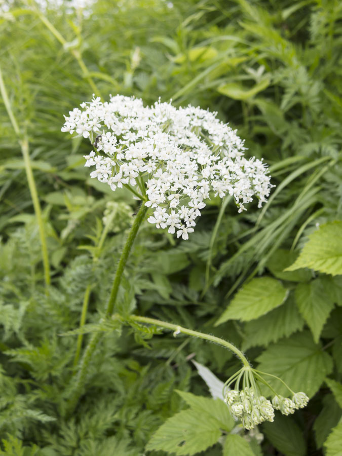 Chaerophyllum hirsutum / Cerfoglio selvatico